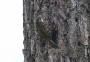 Treecreeper at Hockley Woods (Steve Arlow) (84207 bytes)